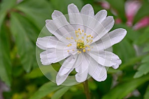Wood Anemone nemorosa Multiplicity, semi-double white flower in close-up